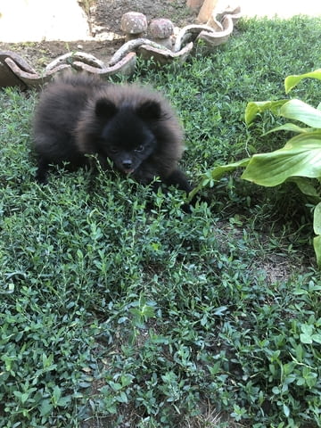 Мини Померанче Pomeranian, 3 Months, Vaccinated - Yes - city of Debelec | Dogs - снимка 4