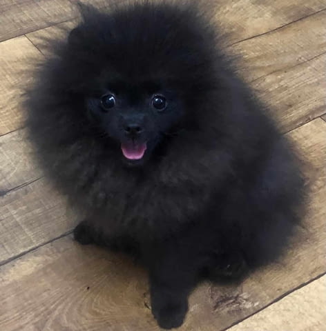 Мини Померанче Pomeranian, 3 Months, Vaccinated - Yes - city of Debelec | Dogs - снимка 6