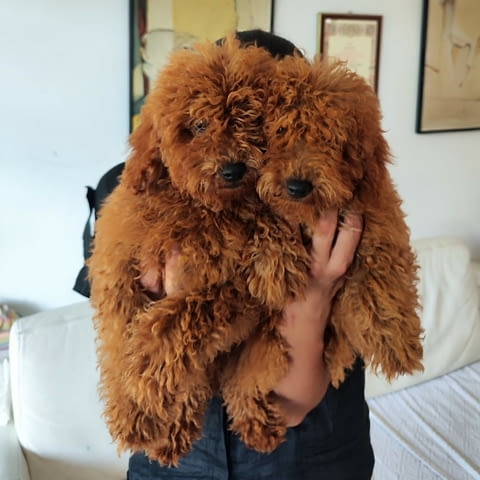 Червен миниатюрен пудел Toy Poodle, Vaccinated - Yes, Dewormed - Yes - city of Izvun Bulgaria | Dogs - снимка 1