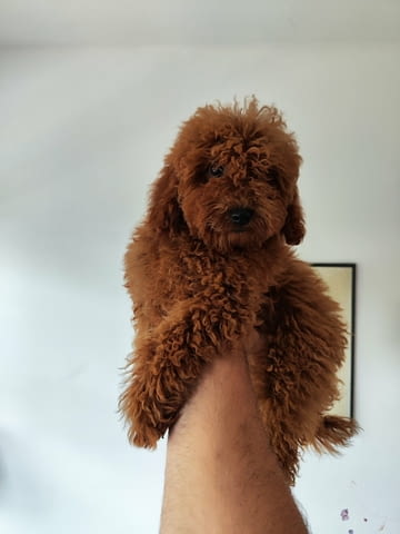 Червен миниатюрен пудел Toy Poodle, Vaccinated - Yes, Dewormed - Yes - city of Izvun Bulgaria | Dogs - снимка 2