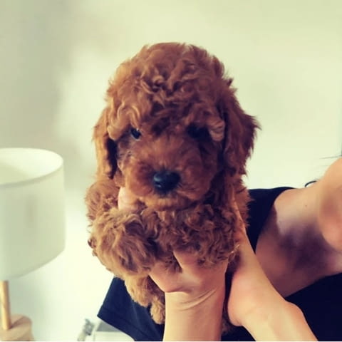 Червен миниатюрен пудел Toy Poodle, Vaccinated - Yes, Dewormed - Yes - city of Izvun Bulgaria | Dogs - снимка 3