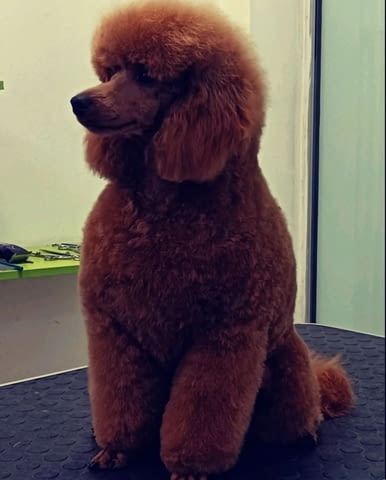 Червен миниатюрен пудел Toy Poodle, Vaccinated - Yes, Dewormed - Yes - city of Izvun Bulgaria | Dogs - снимка 5