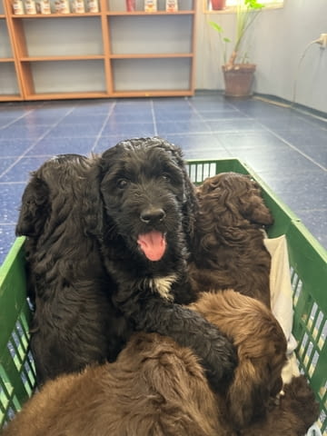 Продава кръстоска с пудел King Poodle, 3 Months, Vaccinated - Yes - city of Sofia | Dogs - снимка 2