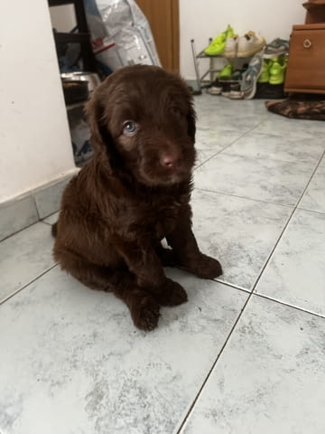 Продава кръстоска с пудел King Poodle, 3 Months, Vaccinated - Yes - city of Sofia | Dogs - снимка 4