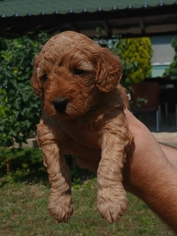 Пудел той Mini Poodle, Vaccinated - Yes, Dewormed - Yes - city of Izvun Bulgaria | Dogs - снимка 1