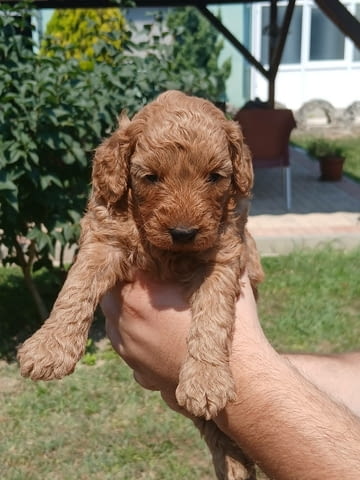 Пудел той Mini Poodle, Vaccinated - Yes, Dewormed - Yes - city of Izvun Bulgaria | Dogs - снимка 2