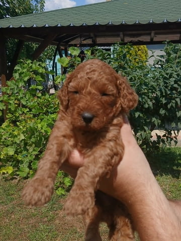 Пудел той Mini Poodle, Vaccinated - Yes, Dewormed - Yes - city of Izvun Bulgaria | Dogs - снимка 3