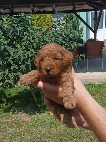 Пудел той Mini Poodle, Vaccinated - Yes, Dewormed - Yes - city of Izvun Bulgaria | Dogs - снимка 4