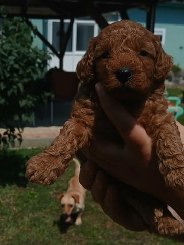 Пудел той Mini Poodle, Vaccinated - Yes, Dewormed - Yes - city of Izvun Bulgaria | Dogs - снимка 5