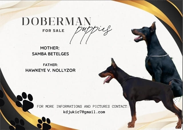 Кученца ДОБЕРМАН Doberman, 2 Months - city of Izvun Bulgaria | Dogs - снимка 1