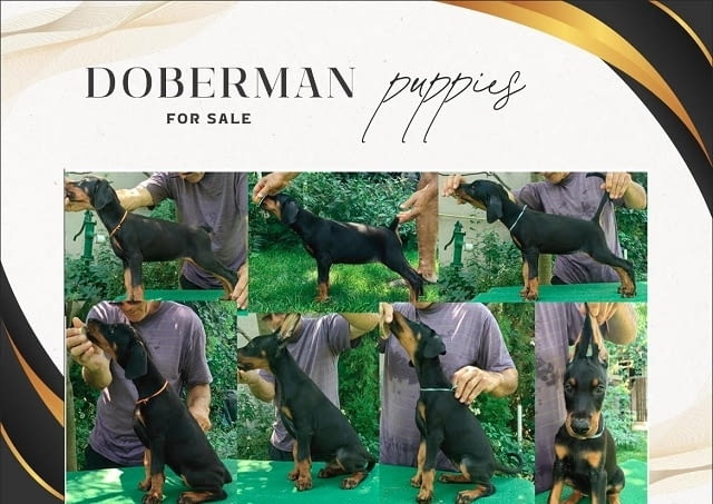 Кученца ДОБЕРМАН Doberman, 2 Months - city of Izvun Bulgaria | Dogs - снимка 2