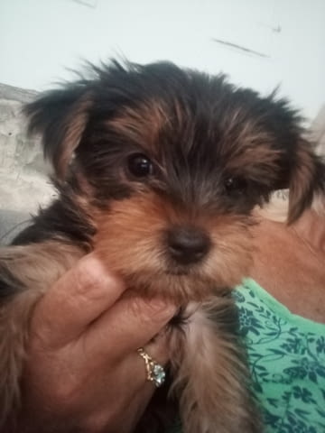 Pure bred Yorkshire terriers puppies Йоркширски териер, 2 месеца, Ваксинирано - Да - село Ахелой | Кучета - снимка 1