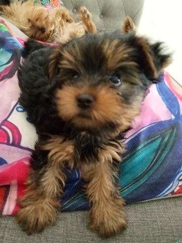 Pure bred Yorkshire terriers puppies Yorkshire Terrier, 2 Months, Vaccinated - Yes - village Ahеloy | Dogs - снимка 8