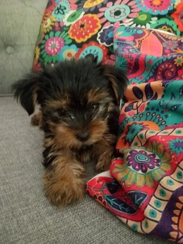 Pure bred Yorkshire terriers puppies Yorkshire Terrier, 2 Months, Vaccinated - Yes - village Ahеloy | Dogs - снимка 9