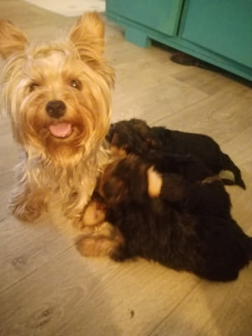 Pure bred Yorkshire terriers puppies Йоркширски териер, 2 месеца, Ваксинирано - Да - село Ахелой | Кучета - снимка 10