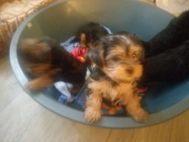 Pure bred Yorkshire terriers puppies Yorkshire Terrier, 2 Months, Vaccinated - Yes - village Ahеloy | Dogs - снимка 11