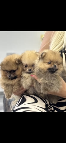 Pomeranians Померан (Малък английски шпиц), 2 месеца - град Извън България | Кучета - снимка 2