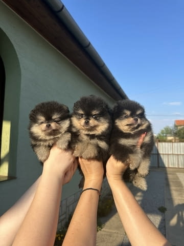 Pomeranians Померан (Малък английски шпиц), 2 месеца - град Извън България | Кучета - снимка 4