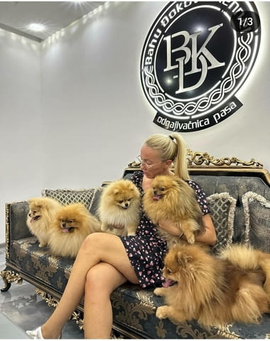 Pomeranians Померан (Малък английски шпиц), 2 месеца - град Извън България | Кучета - снимка 5