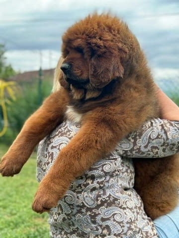 Кученца тибетски мастиф Tibetan Mastiff, Vaccinated - Yes - city of Sofia | Dogs - снимка 1