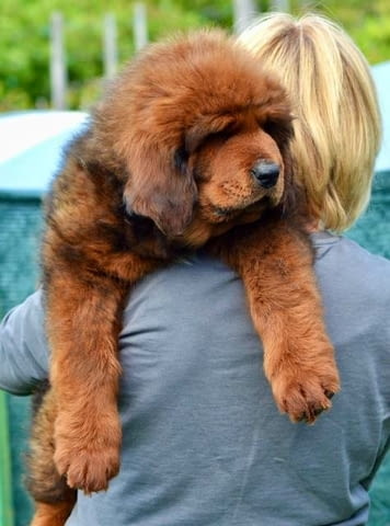 Кученца тибетски мастиф Tibetan Mastiff, Vaccinated - Yes - city of Sofia | Dogs - снимка 2