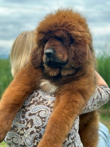 Кученца тибетски мастиф Tibetan Mastiff, Vaccinated - Yes - city of Sofia | Dogs - снимка 3