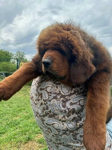 Кученца тибетски мастиф Tibetan Mastiff, Vaccinated - Yes - city of Sofia | Dogs - снимка 4