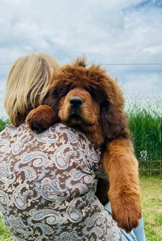 Кученца тибетски мастиф Тибетски мастиф, Ваксинирано - Да - град София | Кучета - снимка 5