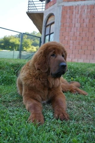 Кученца тибетски мастиф Tibetan Mastiff, Vaccinated - Yes - city of Sofia | Dogs - снимка 6