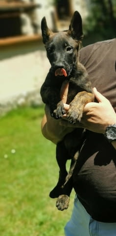 Холандска овчарка кученца Dutch Shepherd, Vaccinated - Yes, Dewormed - Yes - city of Izvun Bulgaria | Dogs - снимка 1