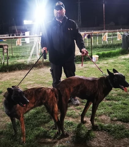 Холандска овчарка кученца Dutch Shepherd, Vaccinated - Yes, Dewormed - Yes - city of Izvun Bulgaria | Dogs - снимка 5