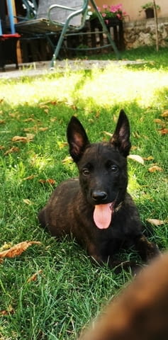 Холандска овчарка кученца Dutch Shepherd, Vaccinated - Yes, Dewormed - Yes - city of Izvun Bulgaria | Dogs - снимка 6