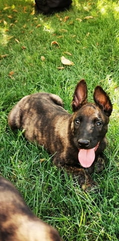 Холандска овчарка кученца Dutch Shepherd, Vaccinated - Yes, Dewormed - Yes - city of Izvun Bulgaria | Dogs - снимка 9