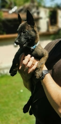 Холандска овчарка кученца Dutch Shepherd, Vaccinated - Yes, Dewormed - Yes - city of Izvun Bulgaria | Dogs - снимка 10