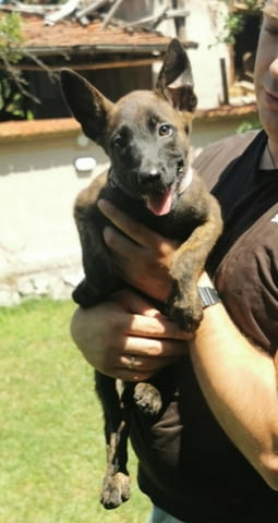 Холандска овчарка кученца Dutch Shepherd, Vaccinated - Yes, Dewormed - Yes - city of Izvun Bulgaria | Dogs - снимка 11