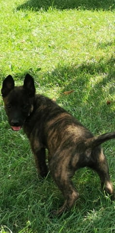 Холандска овчарка кученца Dutch Shepherd, Vaccinated - Yes, Dewormed - Yes - city of Izvun Bulgaria | Dogs - снимка 12