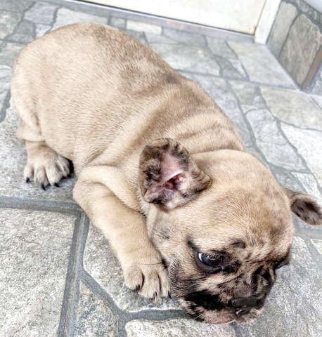 Френски булдог красив кученце French Bulldog, Vaccinated - Yes, Dewormed - Yes - city of Izvun Bulgaria | Dogs - снимка 5