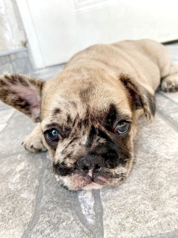 Френски булдог красив кученце French Bulldog, Vaccinated - Yes, Dewormed - Yes - city of Izvun Bulgaria | Dogs - снимка 7