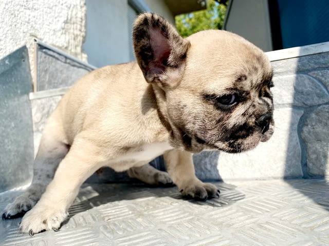 Френски булдог красив кученце French Bulldog, Vaccinated - Yes, Dewormed - Yes - city of Izvun Bulgaria | Dogs - снимка 9