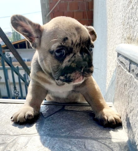 Френски булдог красив кученце French Bulldog, Vaccinated - Yes, Dewormed - Yes - city of Izvun Bulgaria | Dogs - снимка 10