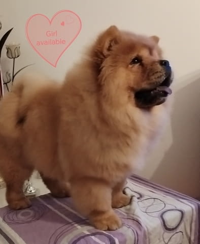 Чау чау кучета за продажба Chow-Chow, Vaccinated - Yes, Dewormed - Yes - city of Izvun Bulgaria | Dogs - снимка 8