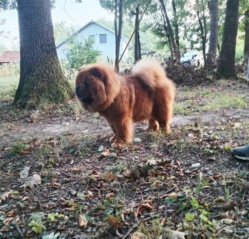 Чау чау кучета за продажба Chow-Chow, Vaccinated - Yes, Dewormed - Yes - city of Izvun Bulgaria | Dogs - снимка 10