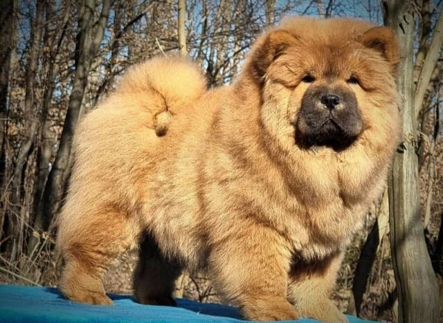 Чау чау кучета за продажба Chow-Chow, Vaccinated - Yes, Dewormed - Yes - city of Izvun Bulgaria | Dogs - снимка 11