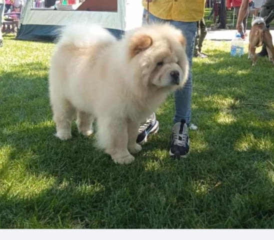 Чау чау кучета за продажба Chow-Chow, Vaccinated - Yes, Dewormed - Yes - city of Izvun Bulgaria | Dogs - снимка 12