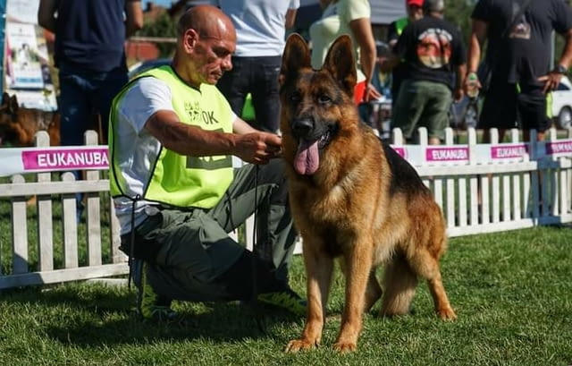 Немски Овчарки от Развъдник German Shepherd, 2 Months, Vaccinated - Yes - village Tarhovo | Dogs - снимка 2