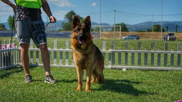 Немски Овчарки от Развъдник German Shepherd, 2 Months, Vaccinated - Yes - village Tarhovo | Dogs - снимка 3