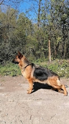 Немски Овчарки от Развъдник German Shepherd, 2 Months, Vaccinated - Yes - village Tarhovo | Dogs - снимка 4