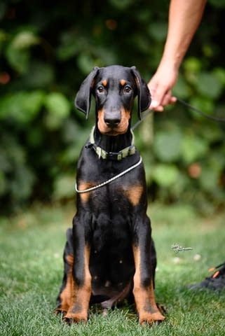 Доберман кученца Doberman, Vaccinated - Yes, Dewormed - Yes - city of Izvun Bulgaria | Dogs - снимка 1