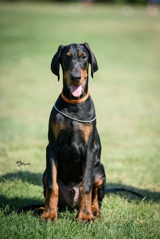 Доберман кученца Doberman, Vaccinated - Yes, Dewormed - Yes - city of Izvun Bulgaria | Dogs - снимка 2