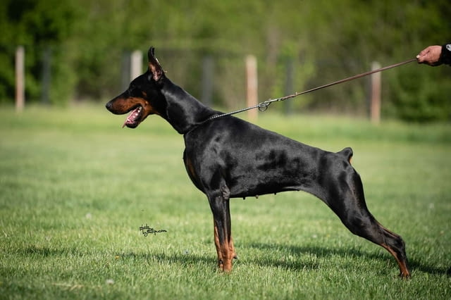 Доберман кученца Doberman, Vaccinated - Yes, Dewormed - Yes - city of Izvun Bulgaria | Dogs - снимка 3